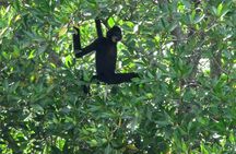 Monkey Island and Mangrove Forest Eco Tour from Ho Chi Minh