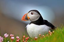 Puffin Boat Trip & Tantallon Castle Day Trip from Edinburgh