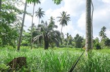 Private Zanzibar Spice Farm Tour: Best Experience Awaits