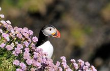 Puffin Boat Trip & Tantallon Castle Day Trip from Edinburgh