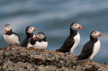 Puffin Boat Trip & Tantallon Castle Day Trip from Edinburgh
