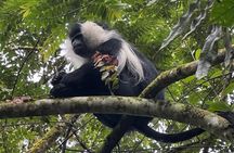 Nyungwe National Park Private Tour