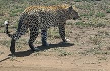 6 Days Tanzania Big Five Safari 