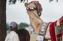 Camel Ride in Agadir with Dinner BBQ