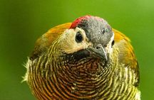 2 Day Mindo Cloud Forest Birdwatching Tour from Quito