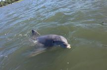 Small Group Hilton Head Morning Dolphin and Donut Cruise