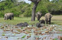 The Best Safari tour from Hambantota Port (Janaka safari)