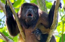 2-3-Hour Manuel Antonio Park Nature Guided Tour