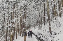 Myoko and Madarao Day Tour Snow Monkeys, Zenkoji and Sake