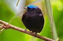 Manuel Antonio Park Guided Tour - Admission Ticket Included