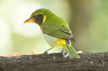 2-Day Mindo Birding: Zuroloma, Alambi & Cock of the Rock