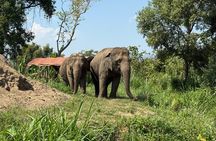 Elephant Sanctuary, Wat Ban Den & Sticky Waterfall