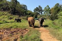 Elephant Sanctuary, Wat Ban Den & Sticky Waterfall
