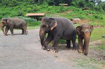 Elephant Sanctuary, Wat Ban Den & Sticky Waterfall