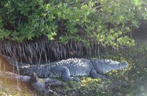 River Lizards Boat Tour for Flora and Fauna Observation