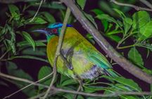 Kinkajou Night Walk Tour