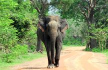 Yala National Park Tour from Hambantota Port Janaka Safari