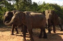 Yala National Park Tour from Hambantota Port Janaka Safari