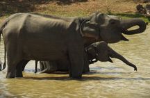 Yala National Park Tour from Hambantota Port Janaka Safari