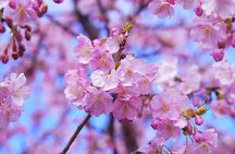 Kamakura Cherry Blossom Full Day Walking Tour with a Local Guide