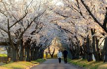 Tokyo Cherry Blossom Half Day Walking Tour with a Local Guide