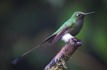 Mindo Private Day Tour: Hummingbirds, Waterfalls, Jungle ...