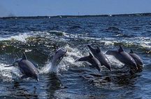Dolphin Watching aboard the Cold Mil Fleet 
