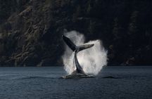 Zodiac Boat Whale and Wildlife 6-Hour Tour from Campbell River