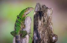 Avellanas Wildlife Walk