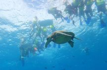 Snorkeling with Turtle/Water Scooter/Paddleboard Adventures Oahu