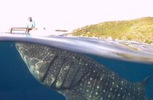 Sumilon Island Experience with Oslob Waterfalls and Whale Sharks