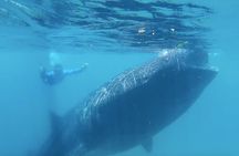 Sumilon Island Experience with Oslob Waterfalls and Whale Sharks