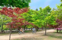 Nami Island, Apple Picking, Rail bike & Autumn Light Festival