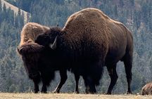 Upper Loop: Lamar Wildlife Safari from Gardiner | PRIVATE + Lunch