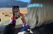 Upper Loop: Lamar Wildlife Safari from Gardiner | PRIVATE + Lunch
