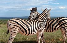Port Elizabeth Half-Day Addo Elephant National Park Tour 