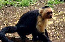 Monkey, Sloth and Jaco Beach Adventure