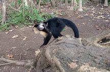 Monkey, Sloth and Jaco Beach Adventure