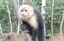 Monkey, Sloth and Jaco Beach Adventure