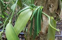 Zanzibar Stone Town, Prison Island and Spice Farm Private Tour.