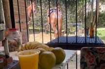 Scenic Horseback Riding in the Medellín Mountains
