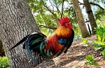 Tampa Walking Food Tour with Secret Food Tours