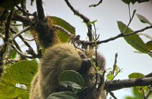 Monteverde Cloud Forest Preserve Tour