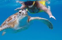 Che’s Snorkel trip! turtles, shipwrecks & photos (semi private)