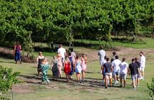 Winery Tour and Tasting of Garda Wines in Lazise