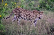Yala National Park Private All-Inclusive Safari: Full or Half-Day