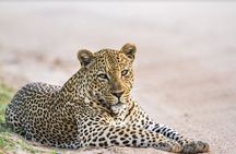 Yala National Park Safari - Half day and Full day 
