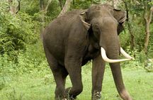 Yala National Park Safari - Half day and Full day 