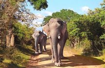 Yala National Park Private All-Inclusive Safari: Full or Half-Day
