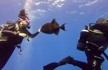 Discover Scuba Diving Experience